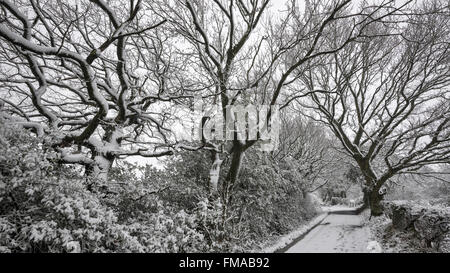 Vicolo del paese in un giorno di neve con pattern di quercia rami refilato con neve. Foto Stock