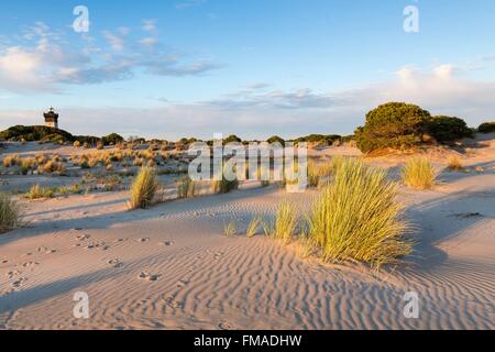 Francia, Gard, Le Grau du Roi, l'area di conservazione delle dune di Espiguette, unica sulla costa mediterranea francese Foto Stock