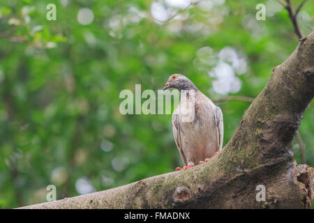 Pigeon seduta su albero di prendere un periodo di riposo, foto scattata in Taiwan Foto Stock