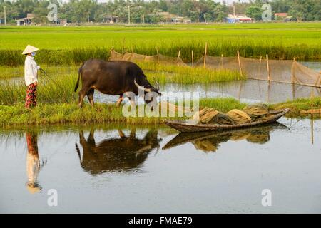Il Vietnam, Thua Thien Huê provincia, Tam Giang laguna, contadino con il suo buffalo Foto Stock