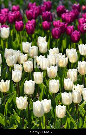 Paesi Bassi Olanda meridionale Provincia Lisse, parco floreale di Keukenhof Foto Stock