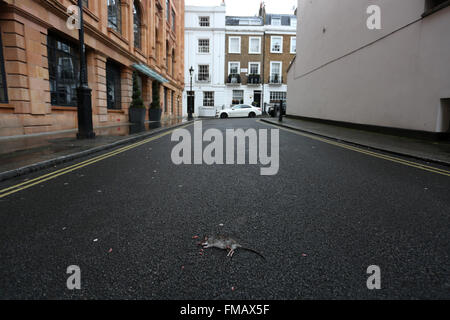 Dead Rat sulla strada a cheval Place, Londra, Regno Unito. Foto Stock