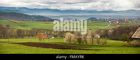 Gli alberi in fiore in primavera Montagne dei Carpazi. Neve e campi verdi Foto Stock