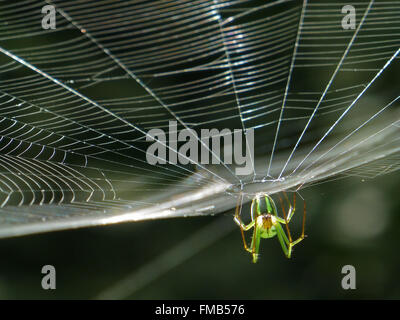 Orchard Orbweaver Spider sul web, foto scattata in Taiwan Foto Stock