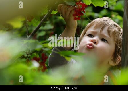 Francia, Haute Saône, Vouhenans, frutteto, 2 anni ragazza raccolta uva spina Foto Stock