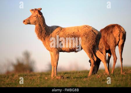 Francia, Haute Saône, parco privato, il Cervo (Cervus elaphus), cervi in velluto Foto Stock