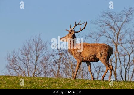 Francia, Haute Saône, parco privato, il Cervo (Cervus elaphus), giovane cervo Foto Stock