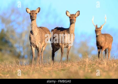 Francia, Haute Saône, parco privato di Sika cervo (Cervus nippon), gruppo di femmine con youngs Foto Stock