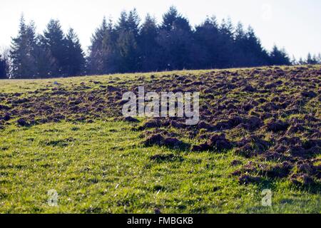 Francia, Haute Saône, il cinghiale le tracce in un prato Foto Stock