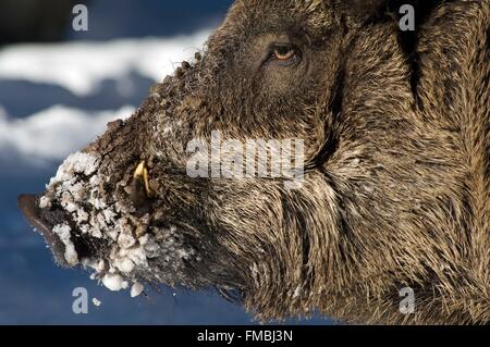 Il cinghiale (Sus scrofa), ritratto di inverno Foto Stock