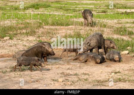 Thailandia, il cinghiale (Sus scrofa), prendere un bagno Foto Stock