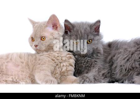 Cat (Felis silvestris catus), Selkirk Rex Foto Stock