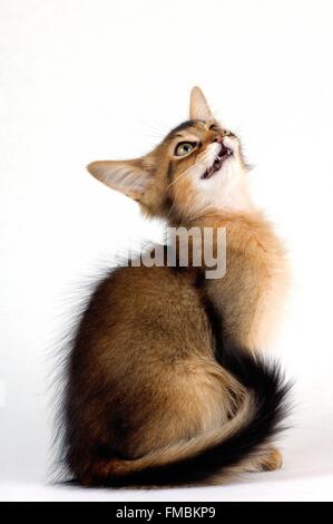 Cat (Felis silvestris catus), Somali cat Foto Stock