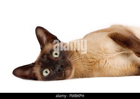 Cat (Felis silvestris catus), Tonkinese cat Foto Stock