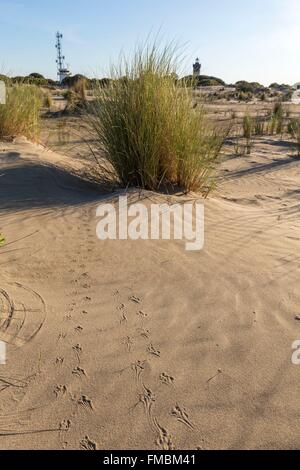 Francia, Gard, Le Grau du Roi, l'area di conservazione delle dune di Espiguette, unica sulla costa mediterranea francese Foto Stock