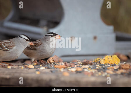 White Crowned passeri a alimentatore. Foto Stock