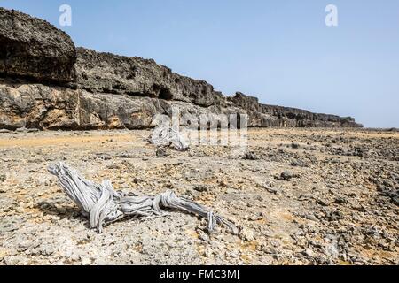 Dutch West Indies, Bonaire Island, Washington Slagbaai national park, spiaggia sulla costa nord, scogliere madrepore Foto Stock