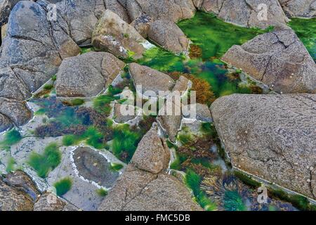 Francia, Finisterre, Beuzec Cap Sizun, Pointe du Millier Foto Stock