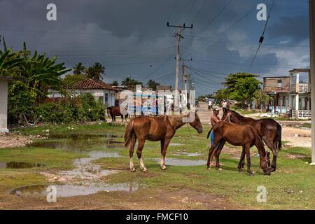 Cuba, Villa Clara, Caibarien, cavalli sulla strada dopo il passaggio della tempesta Foto Stock