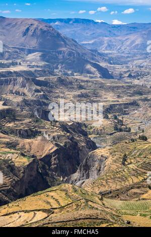 Il Perù, Provincia di Arequipa, Colca Valley nei dintorni di Chivay Foto Stock