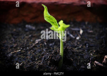 Pianta giovane emergente dal suolo in un vaso da giardino in maggio. Si tratta di un runner bean cresciute da seme. Regno Unito. Foto Stock