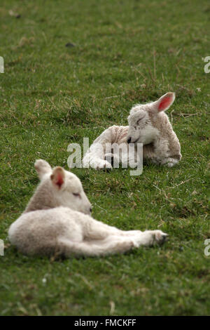 La molla agnelli, appena nati, sonnacchioso in campo. Worcestershire campagna, UK. Foto Stock