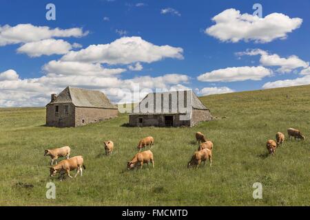 Francia, Aveyron, Laguiole, vacche e capanna di pastore sull'altopiano di Aubrac Foto Stock