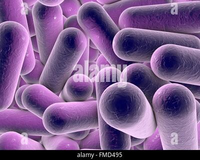 Illustrazione di astiformi di batteri. A forma di asta includono batteri Escherichia coli, Salmonella, Shigella, Klebsiella, Citrobacter, Enterobacter, Yersinia pestis, Pseudomonas aeruginosa, Legionella pneumophila e Mycobacterium tuberculosis specie. Foto Stock