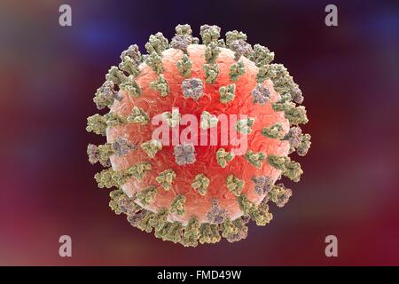 Influenza suina il virus H1N1 Illustrazione che mostra il virus dell'influenza con la superficie dei picchi di glicoproteina emoagglutinina (HA, trimero) e neuraminidasi (NA, tetramero). Emaglutinina prende parte in attacco di un virus respiratorio umano cellule e neuraminidasi partecipare ad un rilascio del virus da una cellula. Foto Stock