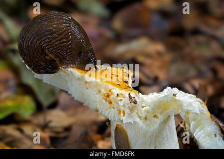 Europeo slug rosso / rosso grande slug (Arion rufus) mangiare i funghi nel bosco Foto Stock