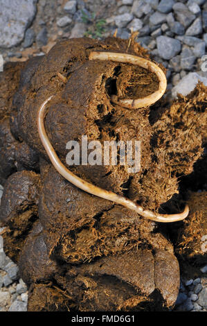 Horse nematode / roundworms equina (Parascaris equorum) negli escrementi di cavallo Foto Stock