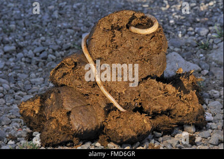 Roundworms cavallo / roundworms equina (Parascaris equorum) negli escrementi di cavallo Foto Stock