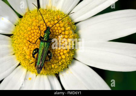 Thick-gambe coleottero di fiori / falso coleottero dell'olio / rigonfie-thighed beetle (Oedemera nobilis) sul fiore, La Brenne, Francia Foto Stock