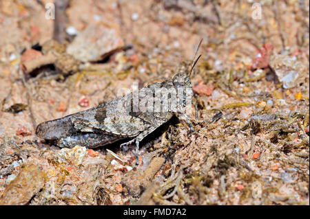 Blu-winged grasshopper (Oedipoda caerulescens) fondendo in ambiente arido Foto Stock