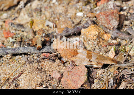 Blu-winged grasshopper (Oedipoda caerulescens) fondendo in ambiente arido Foto Stock