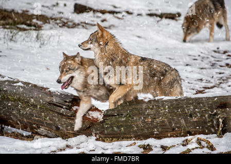 Lupi grigi / grigio lupo (Canis lupus) pack per la caccia a scavalcare caduto albero tronco durante la doccia di neve in inverno Foto Stock