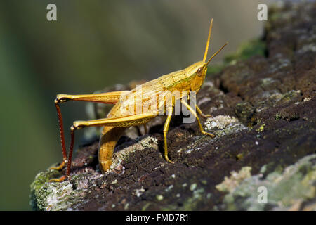 Grande Oro Grasshopper (Chrysochraon dispar) femmina ovipositing deposizione delle uova in staccionata in legno post Foto Stock