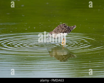 Di Temminck stint (Calidris temminckii) in acqua, Laem Pak Bia, Pak Thale, Thailandia Foto Stock