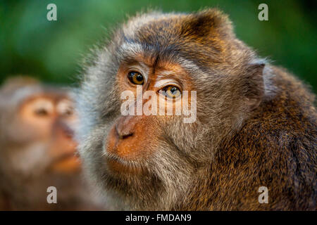 Langschwanzmakak (Macaca fascicularis), ritratto, Ubud Monkey Forest, sacro Santuario della Foresta delle Scimmie, Padangtegal, Ubud, Bali Foto Stock