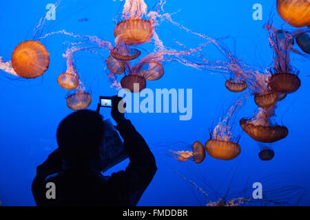 Visualizzazione,a fotografare le meduse a Monterey Bay Aquarium,California,U.S.A.,Stati Uniti d'America, Foto Stock