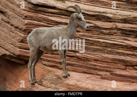 Desert bighorn Pecora in piedi sulle slick rock, Parco Nazionale Zion, Utah Foto Stock