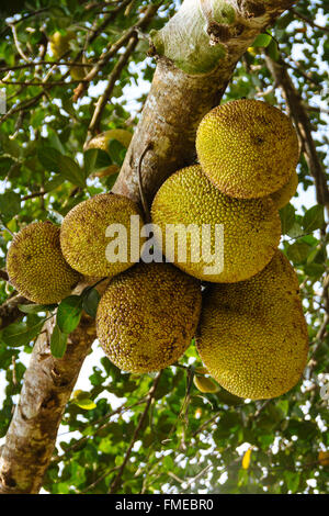 Isola di Hainan in Cina - Close up Jack fresco Frutta Crescendo sull'albero. Foto Stock