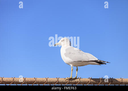 California Gull Larus californicus arroccato su di una recinzione presso la spiaggia vicino Oceano Pacifico, nel sud della California, Stati Uniti Foto Stock