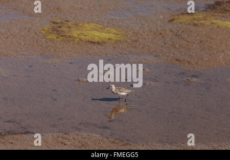 Snowy plover, Charadrius nivosus, foraggi per il cibo nella palude alla Bolsa Chica Zone umide in Huntington Beach, California, uni Foto Stock