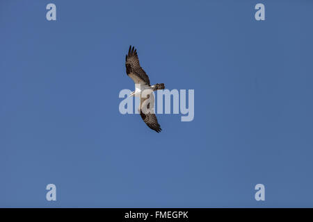 Osprey bird, Pandion haliaetus, mosche contro un cielo blu in primavera nel sud della California, Stati Uniti Foto Stock