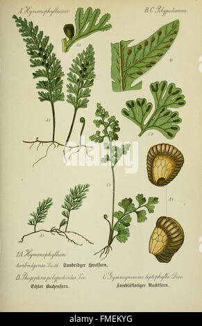Un'illustrazione tratta dalla Flora of Germany, Austria e Svizzera del Prof. Thomé, che mostra le specie vegetali presenti in questi paesi. La piastra 1 fornisce illustrazioni botaniche e descrizioni a scopo didattico. Foto Stock