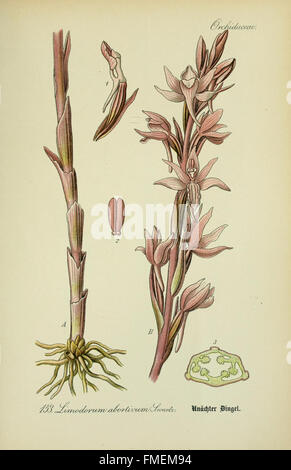 La targa 153 di "Flora von Deutschland" del Prof. Dr. Thomé presenta un'illustrazione botanica dettagliata delle piante autoctone provenienti da Germania, Austria e Svizzera, sottolineandone l'importanza educativa e culturale. Foto Stock