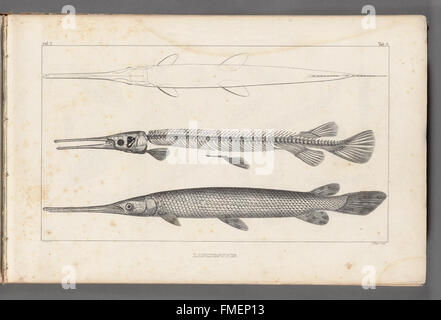 Recherches sur les poissons fossiles (Tab. A) Foto Stock