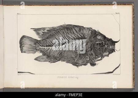 Recherches sur les poissons fossiles (scheda 20) Foto Stock