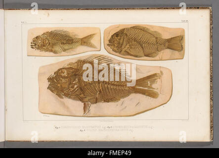 Recherches sur les poissons fossiles (scheda 28) Foto Stock